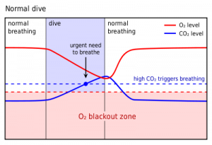 Chart showing the accumulation of CO2 and depletion of O2 during a breath hold dive.