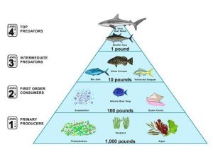 Killer whales and great white sharks! Who is the real King of the Ocean?