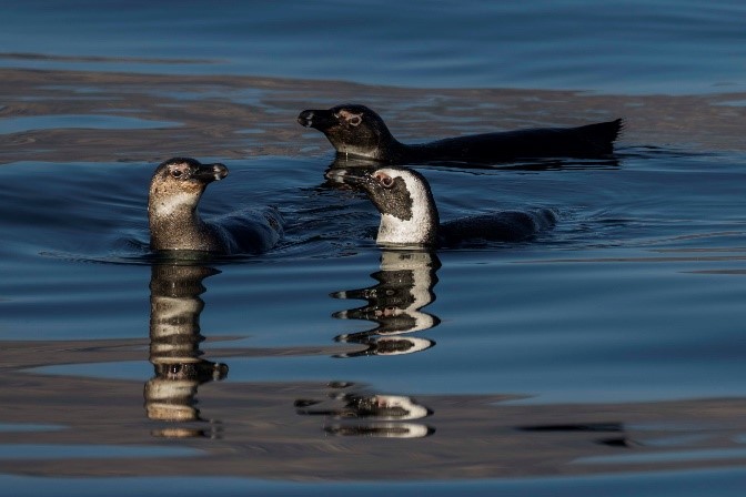 Seal Island Boat Trip - Image 22