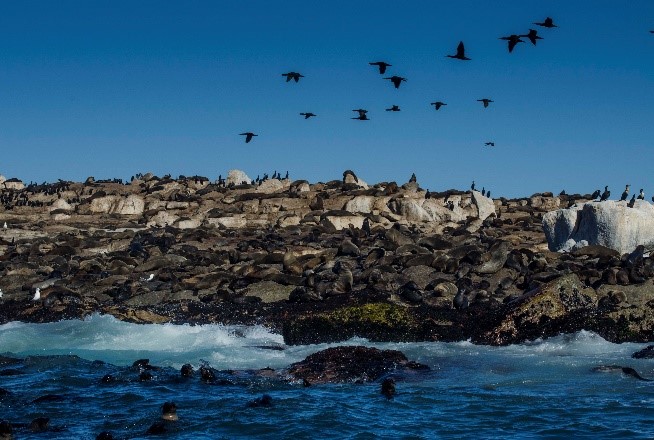 Seal Island Boat Trip - Image 3