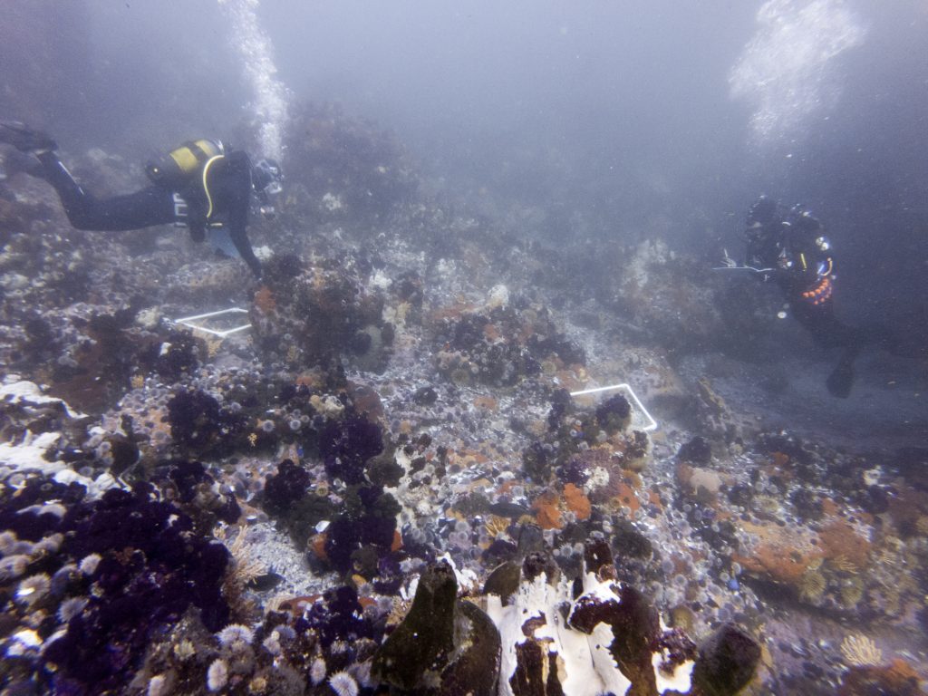 marine biologists counting quadrats