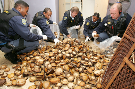 Poaching for Abalone, Africa's 'White Gold,' Reaches Fever Pitch