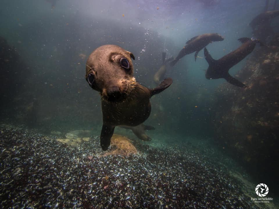 Seal Island Boat Trip - Image 21