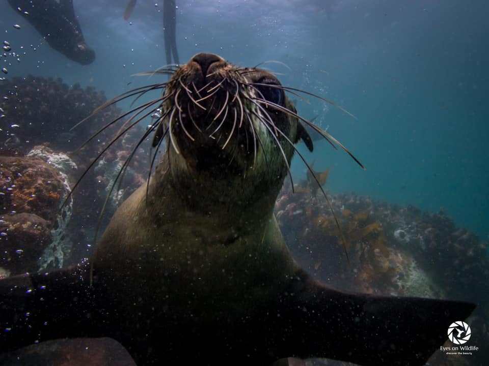 a curious seal