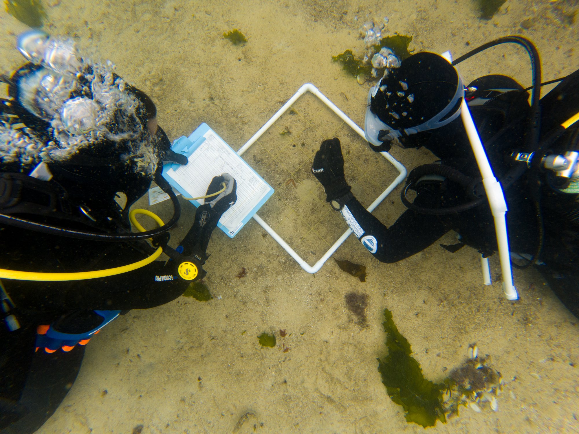 Divers sample from a quadrat