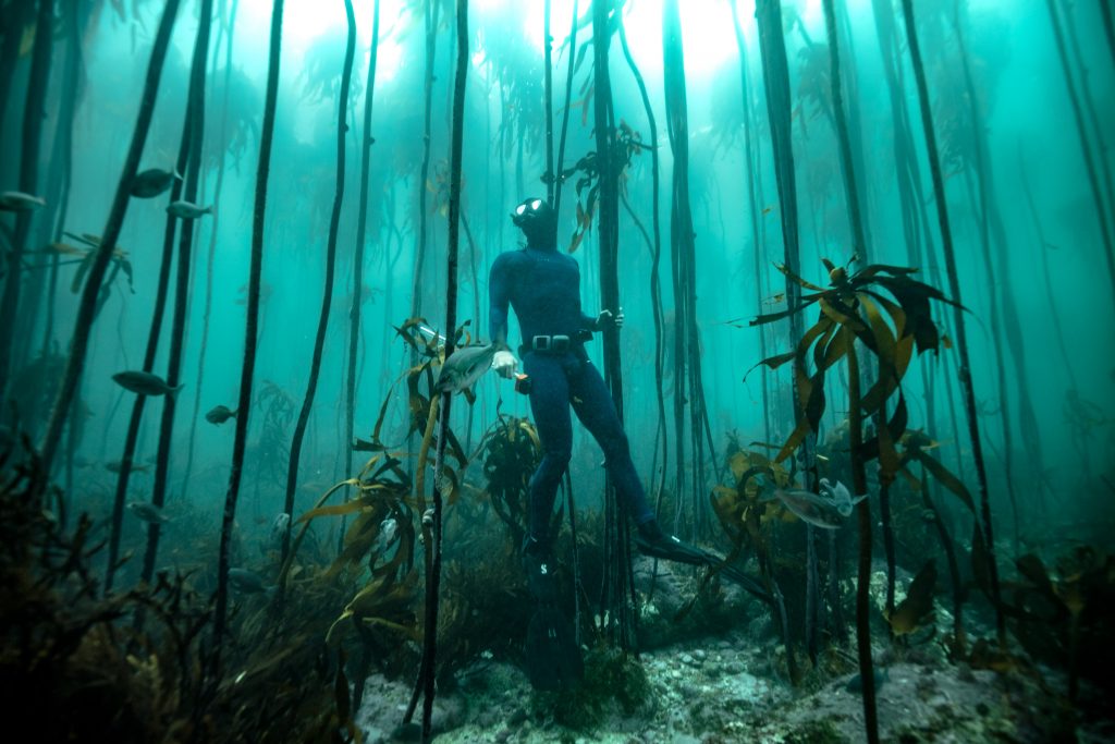 a diver gazes into the kelp forest