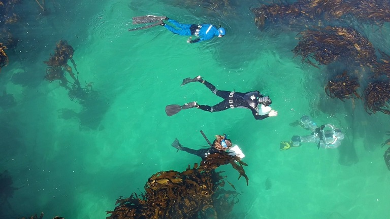 Snorkelers collecting data in the kelp forests of False Bay. Freediving. 