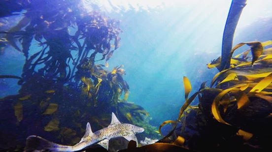 diving in the kelp forests of Cape Town with sharks and fish species