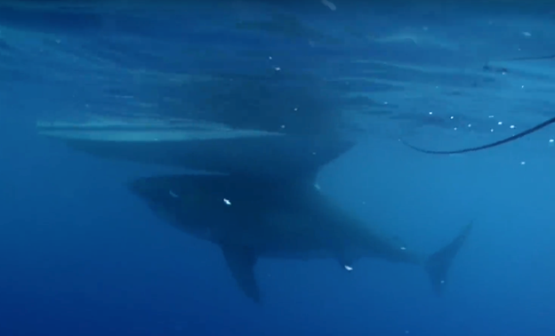 Deep Blue coming up underneath the research boat, rivaling the boat in size.
Footage Credit: Discovery Channel UK
