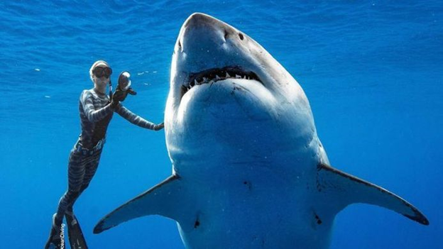 Photo of Ocean Ramsay swimming with the pregnant Haole Girl. Haole Girl was estimated to be over 20 ft long and over 8 ft wide at the time.
Photo credit: Juan Oliphant, One Ocean Diving
