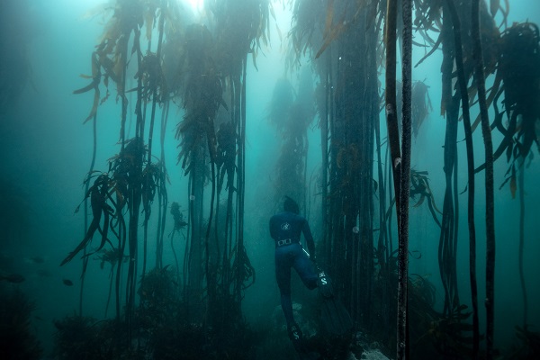 kelp forest diving 