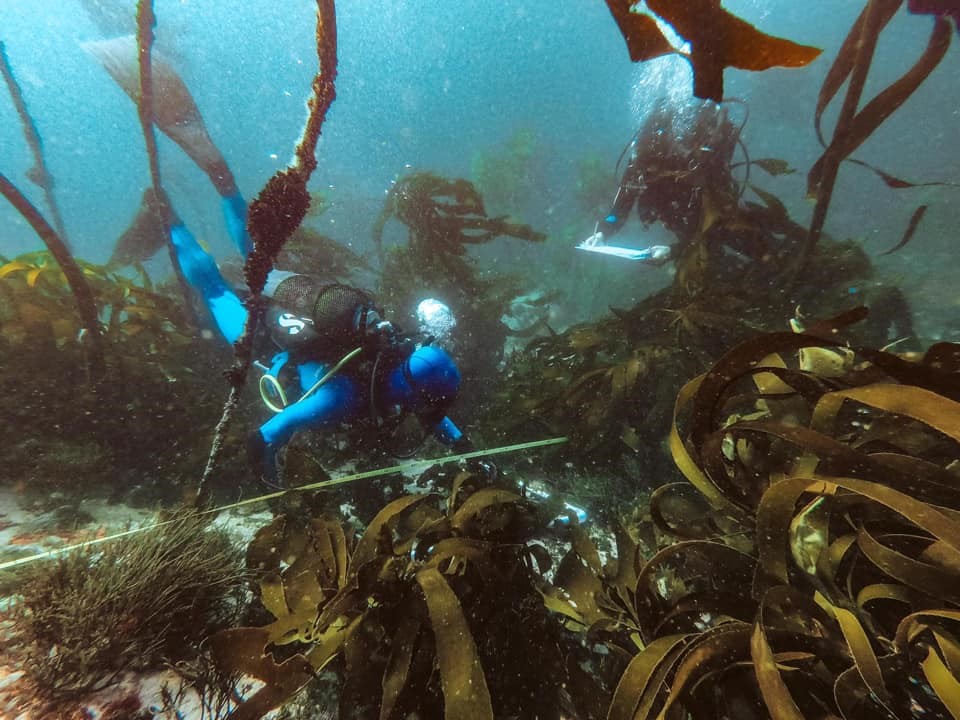 Scientists doing kelp research