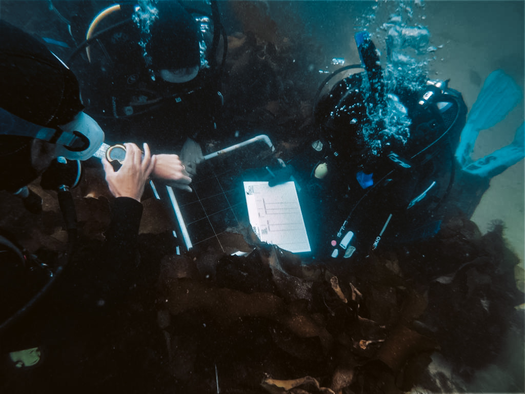 divers survey a quadrat