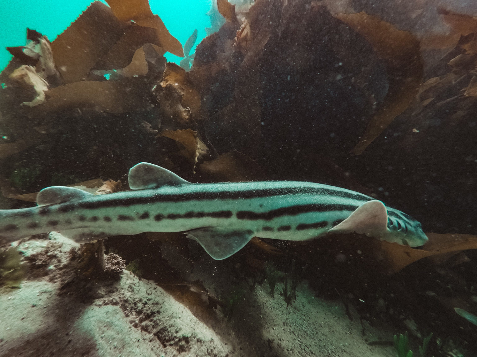 Snorkel for Science Cape RADD