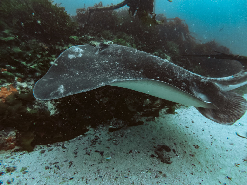 Snorkel for Science Cape RADD