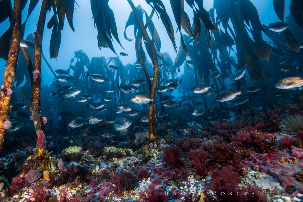 Kelp Forests Of False Bay The Ocean s Natural Engineers Cape RADD Kelp Forests Of False Bay The Ocean s Natural Engineers Cape RADD