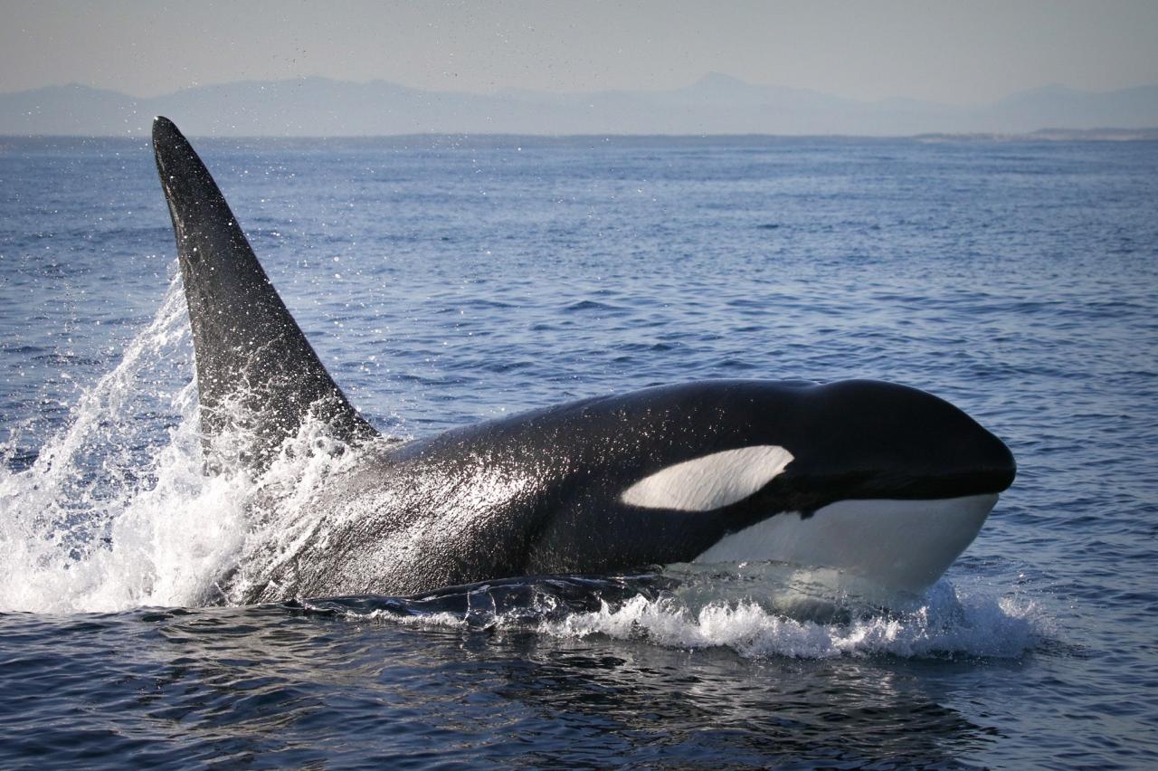 Seal Island Boat Trip - Image 12