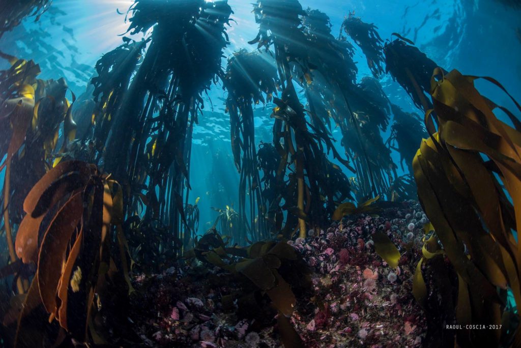 "Sunlight beams through underwater kelp forest"