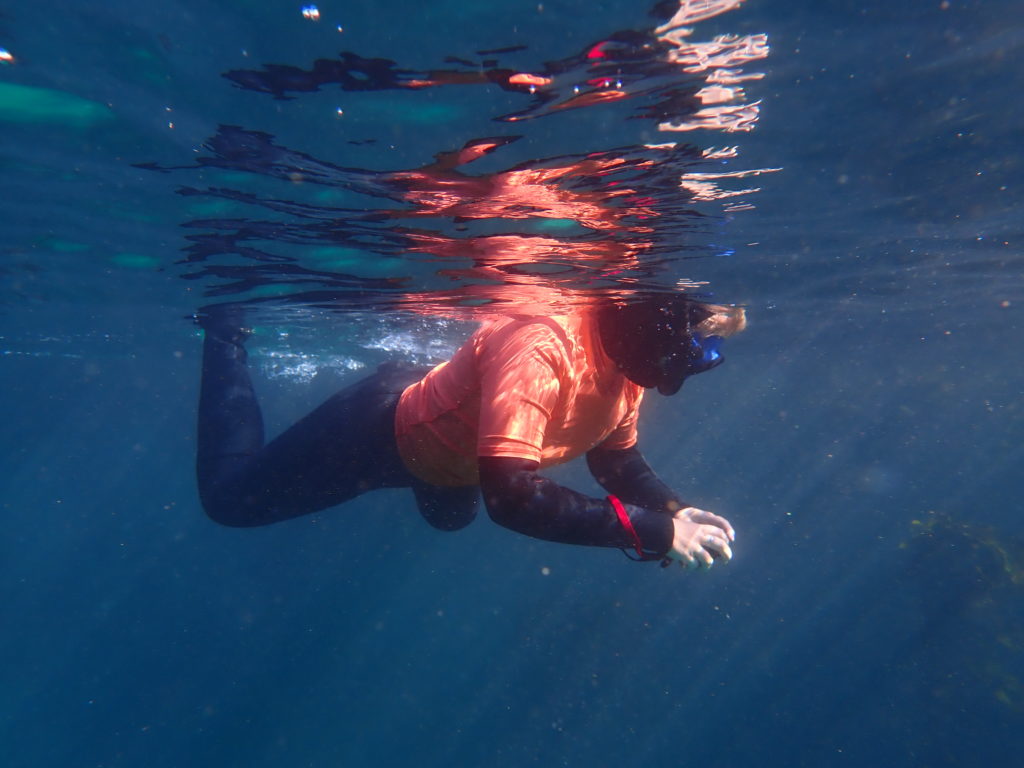 Snorkeler immersed in South Africa’s kelp forest during a Cape RADD experience