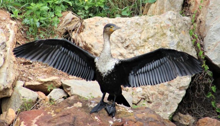 A White-breasted cormorant spreading its wings to dry them