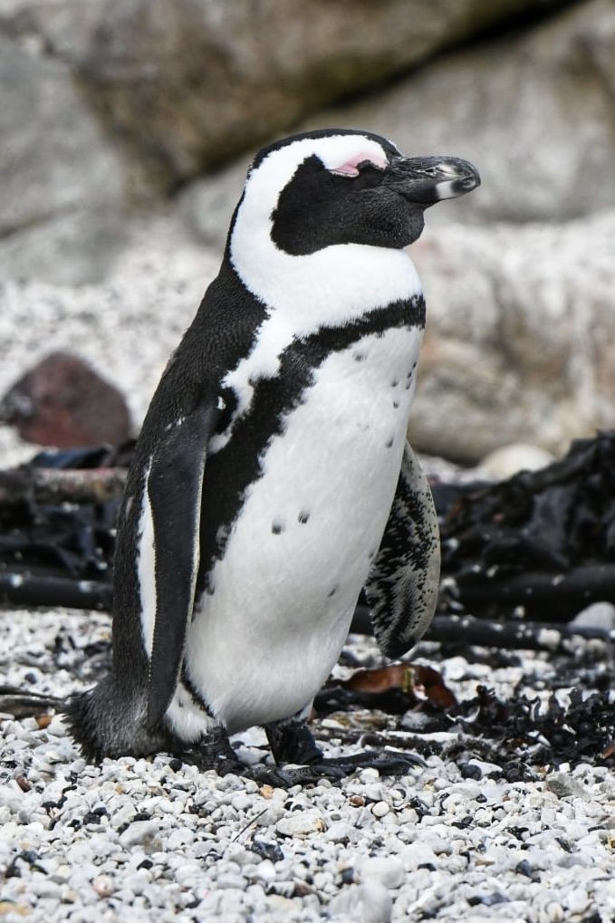 An African Penguin standing at a rocky beach at Stony Point Reserve