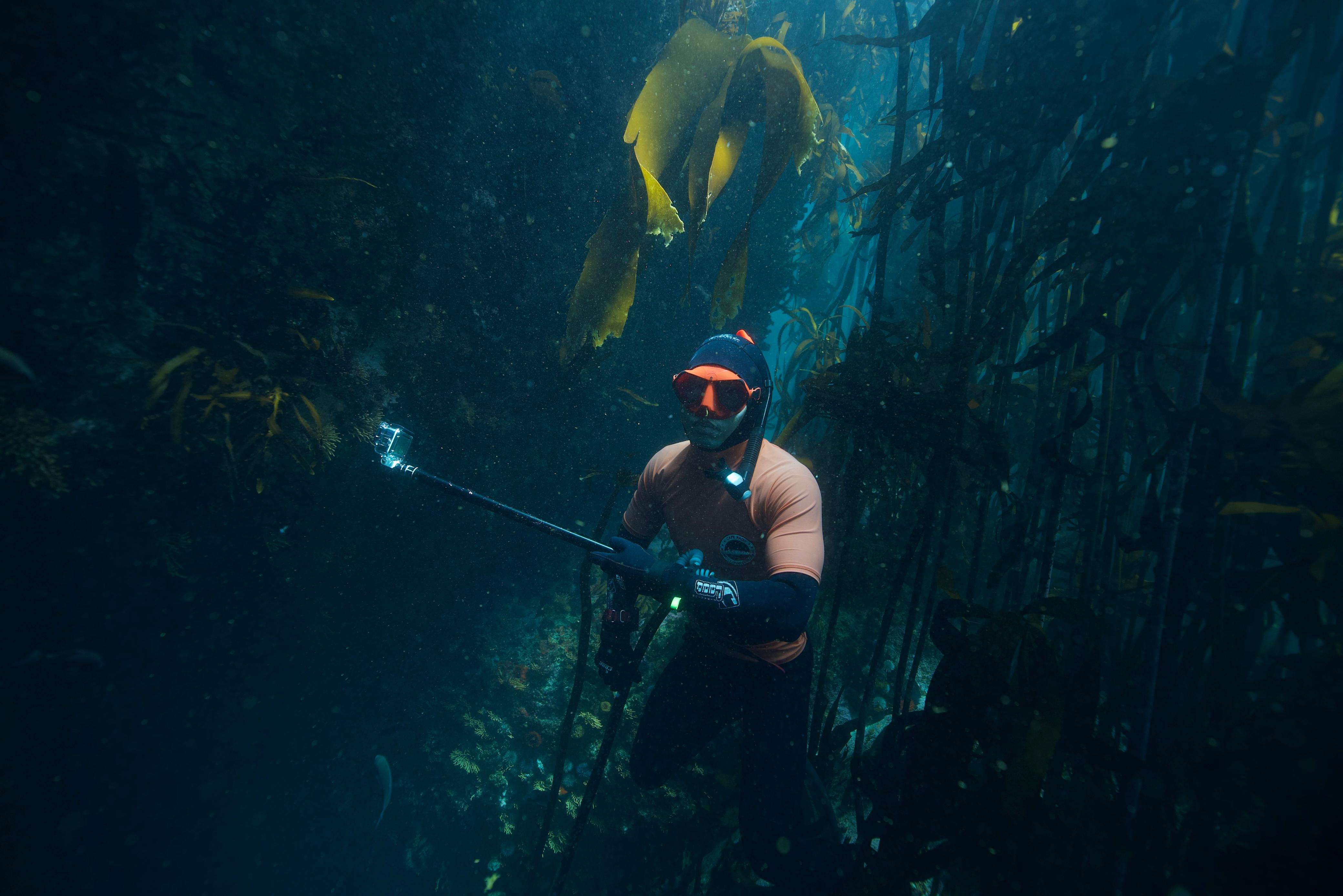 Ocean Safari - Image 4