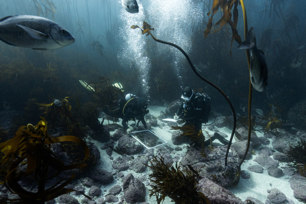 marine biologists in kelp forest survey