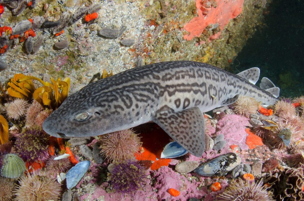 Diving with endemic catsharks in South Africa by Big Fish Expeditions via https://www.bigfishexpeditions.com/leopard-catshark/